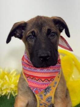 Belgian Shepherd Malinois and Labrador Retriever Dogs Available for Adoption in Carlsbad, California - Lu | PetCurious