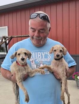 Rescue Poodle Dogs for Adoption in Mclean, Illinois - Walnut Or Pecan | PetCurious