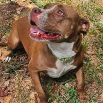 Rescue Pit Bull Terrier Dogs for Adoption in Blue Earth, Minnesota - Colleen | PetCurious