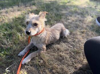 Hugo -  West Highland White Terrier Westie Dog for Adoption in Lodi, California - Hugo | PetCurious