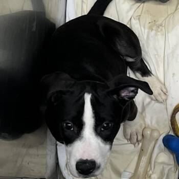 Scarecrow -  Pit Bull Terrier Dog for Adoption in Baltimore, Maryland - Scarecrow | PetCurious