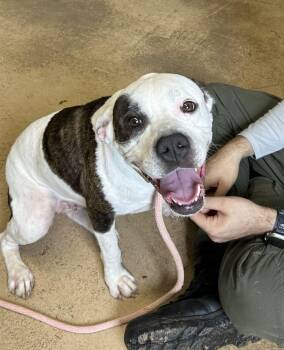 ADDIE -  American Staffordshire Terrier Dog for Adoption in Newborn, Georgia - ADDIE | PetCurious
