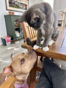 Pit Bull Terrier Dogs Available for Adoption in Island Lake, Illinois - Indie | PetCurious