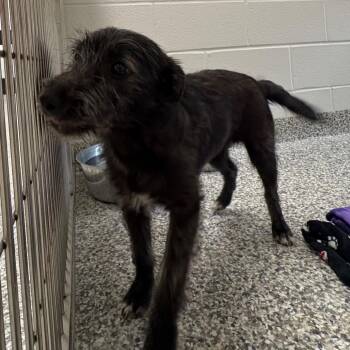 Terrier Dogs Available for Adoption in Morganton, North Carolina - Professor Wigglebones | PetCurious