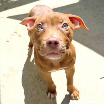 Pomegranate -  Mixed Breed Dog for Adoption in Michigan City, Indiana - Pomegranate | PetCurious