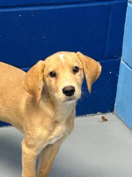 Yukon (Yx2) -  Hound and Labrador Retriever Dog for Adoption in Hartsville, South Carolina - Yukon (Yx2) | PetCurious
