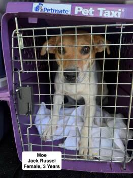 Moe -  Jack Russell Terrier Dog for Adoption in Blue Springs, Missouri - Moe | PetCurious
