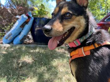 Rosie -  Corgi and Chihuahua Dog for Adoption in Fort Lupton, Colorado - Rosie | PetCurious
