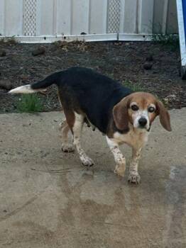 Beagle Dogs Available for Adoption in Winton, North Carolina - Ellie Mae *Available Soon* | PetCurious