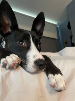 Oakley -  Bull Terrier Dog for Adoption in Bristol, Vermont - Oakley | PetCurious