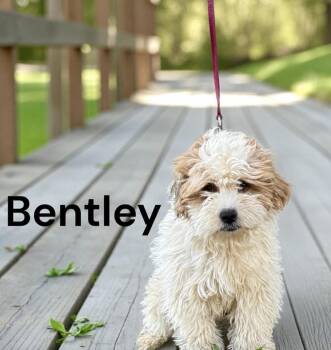 Maltipoo Dogs Available for Adoption in Lucas, Texas - Bentley | PetCurious