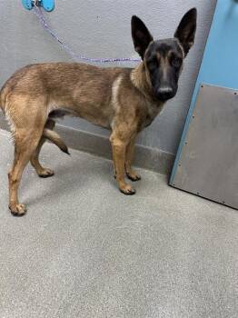 DUKE -  Belgian Shepherd Malinois Dog for Adoption in Las Vegas, Nevada - DUKE | PetCurious