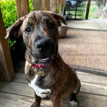 Spiderman -  Mixed Breed Dog for Adoption in Longview, Texas - Spiderman | PetCurious