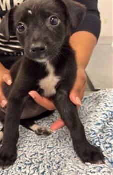 PEPPER -  Labrador Retriever and Mixed Breed Dog for Adoption in Corpus Christi, Texas - PEPPER | PetCurious