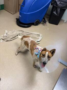 JUNIPER -  Australian Cattle Dog Blue Heeler Dog for Adoption in Loveland, Colorado - JUNIPER | PetCurious