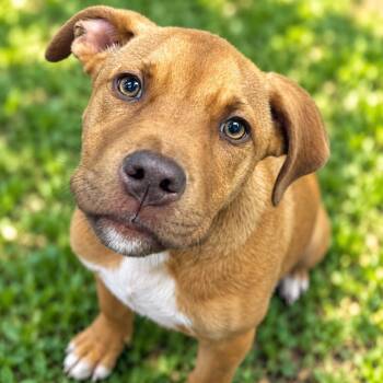 Poncho -  Pit Bull Terrier and Mixed Breed Dog for Adoption in Griswold, Connecticut - Poncho | PetCurious