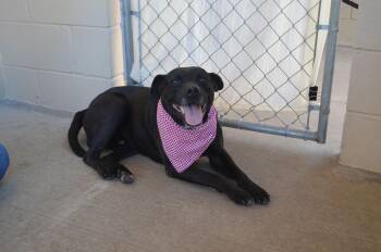 American Staffordshire Terrier Dogs Available for Adoption - Bo | PetCurious