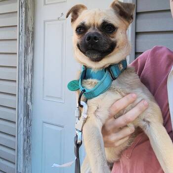 Gary -  Pug and Mixed Breed Dog for Adoption in Buffalo, Minnesota - Gary | PetCurious