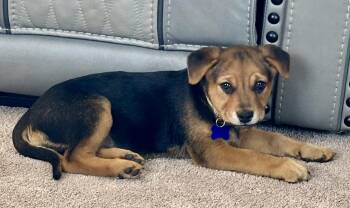 Mixed Breed and Rhodesian Ridgeback Dogs Available for Adoption - Winter  | PetCurious