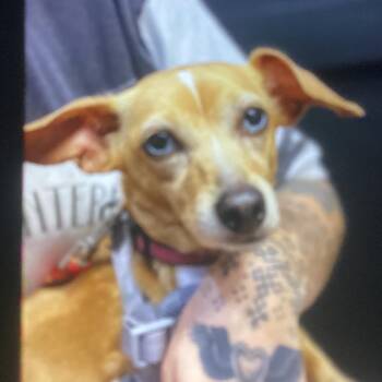 Chihuahua and Dachshund Dogs Available for Adoption in New Orleans, Louisiana - Frankie Blue Eyes | PetCurious
