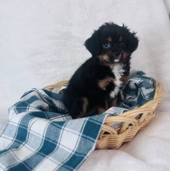 Lex -  Cavalier King Charles Spaniel and Pomeranian Dog for Sale in Morrow, Ohio - Lex | PetCurious