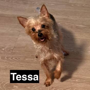 Tessa -  Yorkshire Terrier Dog for Adoption in Charlotte, North Carolina - Tessa | PetCurious