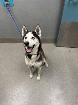 Rescue Siberian Husky Dogs for Adoption in Las Vegas, Nevada - SCOOTER | PetCurious