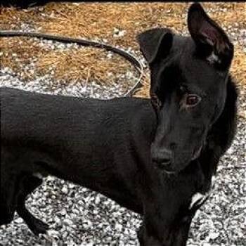 Mixed Breed Dogs Available for Adoption - Storm | PetCurious