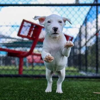 Scratch -  Mixed Breed Dog for Adoption in Bradenton, Florida - Scratch | PetCurious