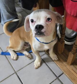 Rescue Beagle Dogs for Adoption in Riverton, Utah - Pickle | PetCurious