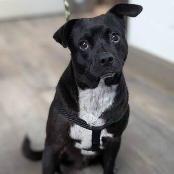 Pug and Mixed Breed Dogs Available for Adoption - Buddy | PetCurious