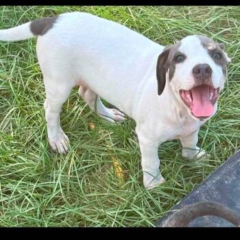 Chicken Little -  Terrier and Pit Bull Terrier Dog for Adoption in Semmes, Alabama - Chicken Little | PetCurious