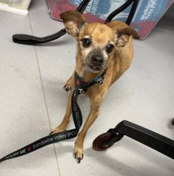 Hot Tamales -  Chihuahua and Mixed Breed Dog for Adoption in West Chester, Pennsylvania - Hot Tamales | PetCurious
