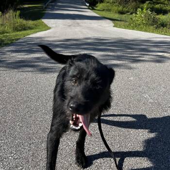 Joey Jay -  Terrier Dog for Adoption in Hillsboro, Missouri - Joey Jay | PetCurious