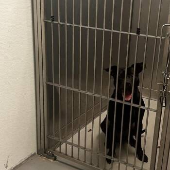 Gobbledygook -  Mixed Breed Dog for Adoption in Davenport, Iowa - Gobbledygook | PetCurious