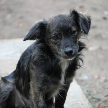 Osoro -  Dachshund Dog for Adoption in Boulder, Colorado - Osoro | PetCurious