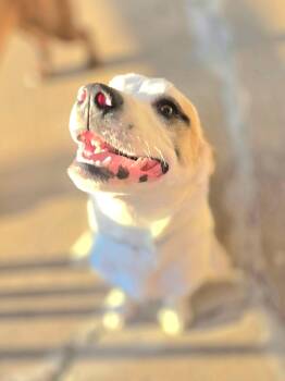 Burke -  Yellow Labrador Retriever Dog for Adoption in Manhattan, Kansas - Burke | PetCurious