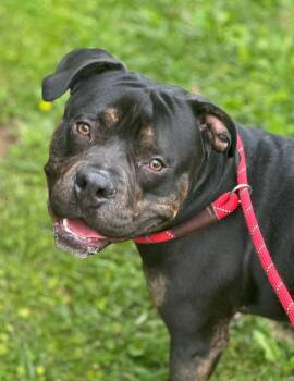 Pit Bull Terrier Dogs Available for Adoption in Baldwin, Maryland - Teddy Bear | PetCurious