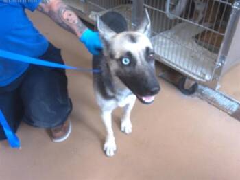 LAILA -  German Shepherd Dog and Mixed Breed Dog for Adoption in Chula Vista, California - LAILA | PetCurious