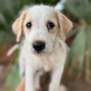 Chance -  Terrier and Mixed Breed Dog for Adoption in San Diego, California - Chance | PetCurious