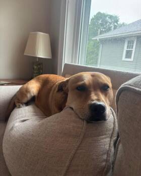 Rescue Pit Bull Terrier and Labrador Retriever Dogs for Adoption in Fosters, Alabama - TASHA -Fostered In The Northeast!! | PetCurious