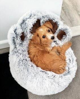 Cannoli -  Maltipoo and Yorkshire Terrier Dog for Adoption in Bedford Hills, New York - Cannoli | PetCurious