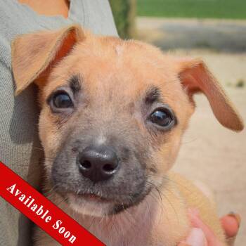 Liam -  Husky and Labrador Retriever Dog for Adoption in Huntley, Illinois - Liam | PetCurious