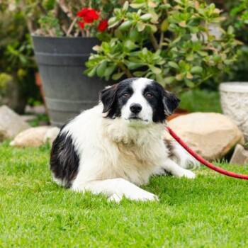 BROOKE -  Border Collie Dog for Adoption in Camarillo, California - BROOKE | PetCurious