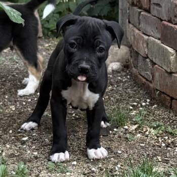 653 (2026) Bugsly -  Pit Bull Terrier and Mixed Breed Dog for Adoption in Parker, Colorado - 653 (2026) Bugsly | PetCurious