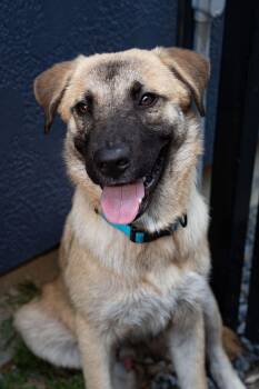 Jack -  Anatolian Shepherd Dog for Adoption in Houston, Texas - Jack | PetCurious