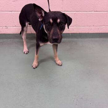 Mixed Breed Dogs Available for Adoption in Memphis, Tennessee - Levi | PetCurious