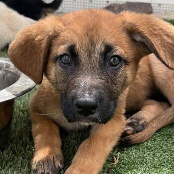 Shepherd Dogs Available for Adoption in Agua Dulce, California - Shepherd Mix Boy | PetCurious