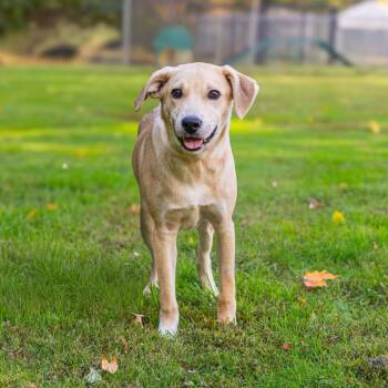Finn (FKA Shiro) -  Yellow Labrador Retriever and Mixed Breed Dog Available for Adoption in Wilmington, Delaware - Finn (FKA Shiro) | PetCurious