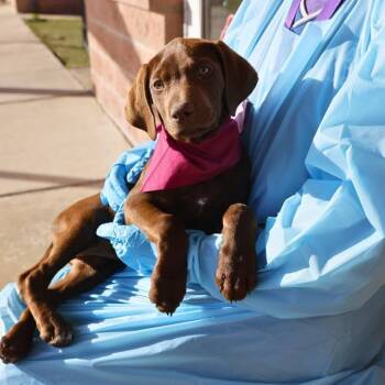 Labrador Retriever Dogs Available for Adoption - CHIP | PetCurious